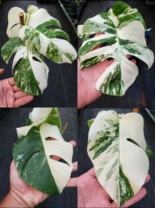 VARIEGATED MONSTERA (Borsigiana) Albo Rare Aroid Philodendron stem cutting 103 2