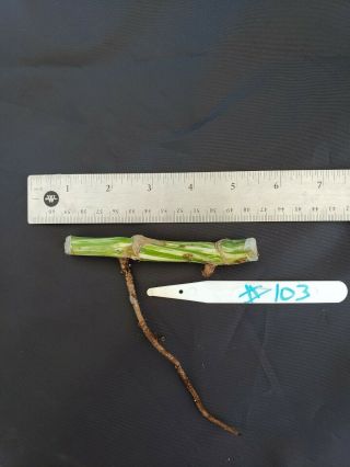 VARIEGATED MONSTERA (Borsigiana) Albo Rare Aroid Philodendron stem cutting 103 3