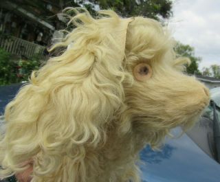 Antique Vintage Mohair Dog Farnell Steiff Bing English? 10 " Curly White Fur Rare