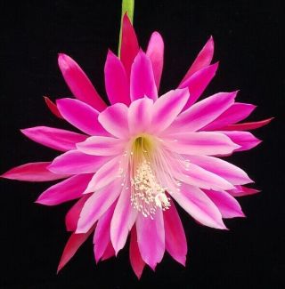 Epiphyllum ' Daisy Dean ' - Rare Orchid Cactus - Blooms 2