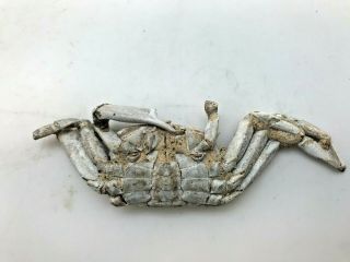 Rare Ancient Fossil Crab - 5.  3 / 2.  5 Myo - Madagascar