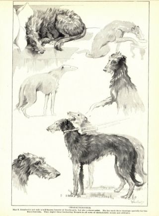 1930s Antique Scottish Deerhound Art Print Branfoot Art Study Print 3593 - C