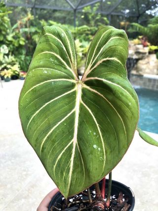 Rare Philodendron Gloriosum Tropical Aroid Potted Plant