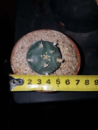 Cactus sp.  Ariocarpus caudex own roots rare 3
