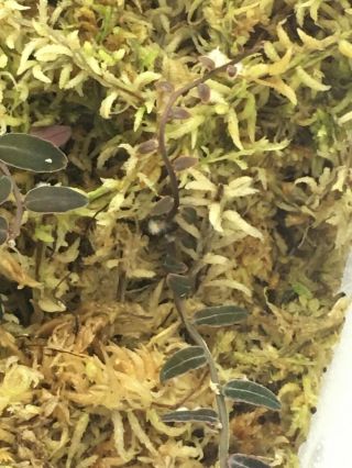 Marcgravia Sp.  El Coca Ultra Rare,  Terrariums 18 - 20 Leaf Tip Cutting Roots