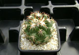 Coryphantha Tripugionacantha Own Roots Rare Cactus 08347