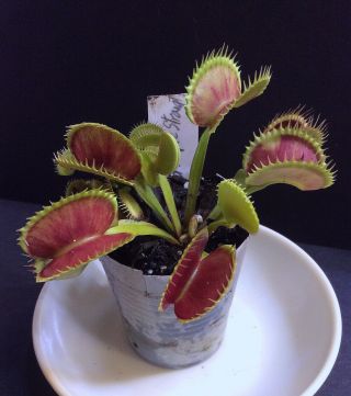 Carnivorous Plants Venus Flytrap “red Purple Straight” (extremely Rare)