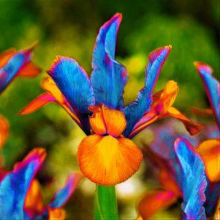 Rare 2 Iris Bulbs Perennial Reblooming Bearded Rhizomes Bonsai Potted Gift Plant