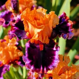 2 Iris Bulbs Perennial Bonsai Flowers Stunning Home Plant Nature Rare Fragrance