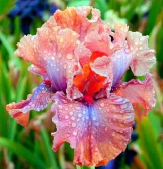 2 Dutch Bearded Iris Bulbs Perennial Resistant Hardy Flower Rare Fragrant Plants