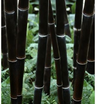 Rare Black Bamboo Plants Trees Species Black Wood 3 Gal Spreading Grows 15 - 30 Ft