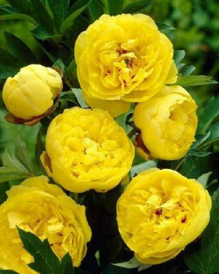 Rare Peony Plant Root Yellow (not Seeds) With 2 - 3 Eyes