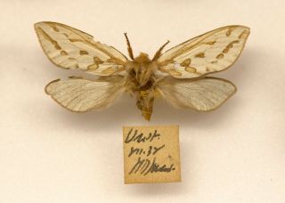 Another Rare Example Of A Ghost Moth From The Island Of Unst,  Scotland 1938