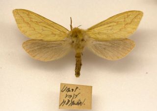 A Very Rare Example Of A Ghost Moth From The Island Of Unst,  Scotland 1938?