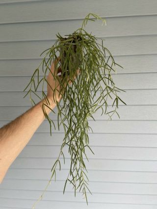 Very Full Hoya Linearis Rooted Plant 2ft Long | Rare House Plant