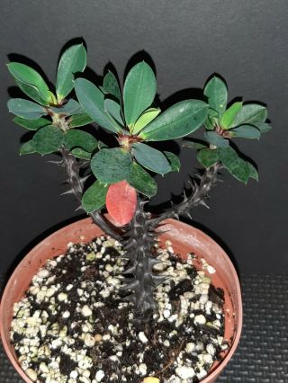 Euphorbia Bulbispina Very Rare Madagascar Exotic Succulent
