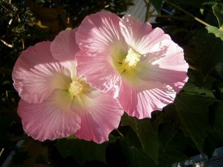 Hibiscus Confederate Rose Shrub Rare Single Plant