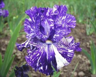 1 - Rhizome Rare Blue Bearded Iris,  " Batik " Flowering Perennials