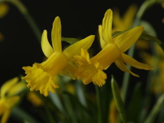 Narcissus Fringella Rare Miniature Daffodil Only One