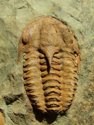 And Very Rare Trilobite.  Kingaspidoides Amousleken Cambrian.  Morocco.  Nºb