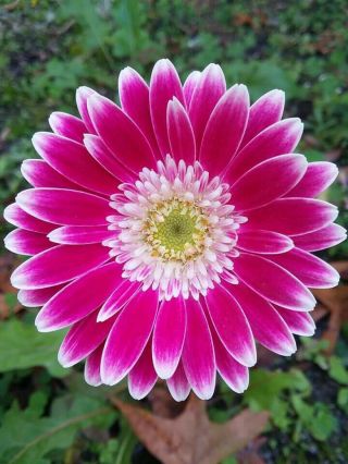 Rare Frosted Pink Variety Of Gerbera Daisy - Two Live Plants
