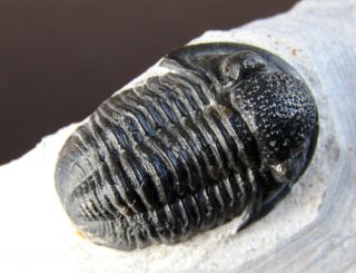 Top -,  Rare Trilobite.  Gerastos Tuberculatus Devonian.  Morocco Nºgm26