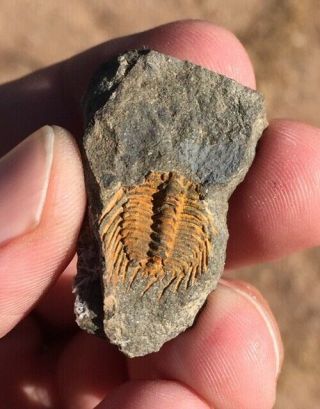 Very Rare Fossil Trilobite Kettneraspis (leonaspis) Bolivia Silurian Aaa,