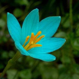 Rare Blue Rain Lily Bulbs Rhizomes Zephyranthes Perennial Flower Home Landscape