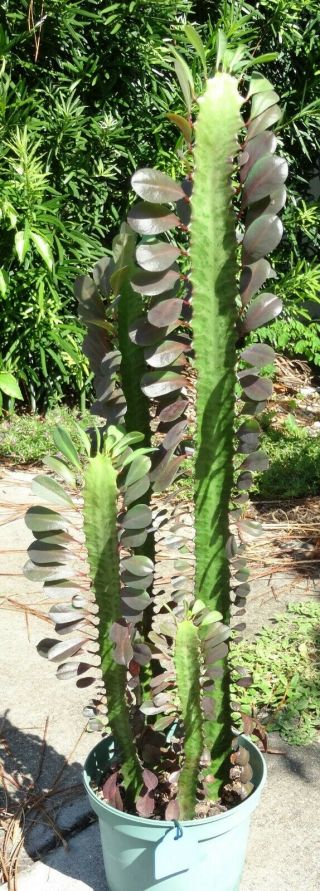 Rare Euphorbia Trigona Rubra Red African Milk Tree 7 " Succulent Cactus Plant