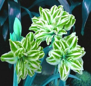 Rare Amaryllis Bulbs Green Plants Hippeastrum Perennial Bonsai Gift Home Flowers