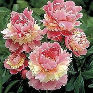 Sorbet Peony Roots Pink White Blossoms Perennial Resistant Impressive Rare Plant