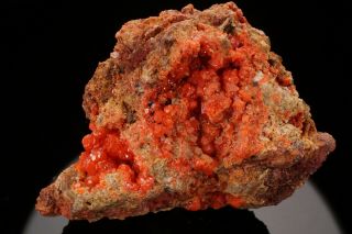 Rare Locale Red Wulfenite Crystal Cluster Sortuz,  Kazakhstan - Ex.  Lemanski