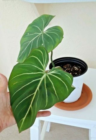 Rare Philodendron Gloriosum Velvet Aroid Plant 6 " Pot