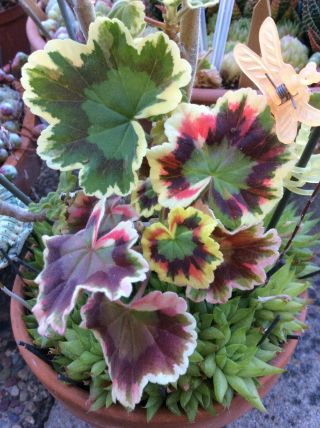 Colorful Fancy Geranium Plant Variegated And Other Cuttings Rare