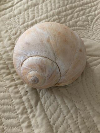 Large Perfect Sharks Eye Shell 5 Inches Rare