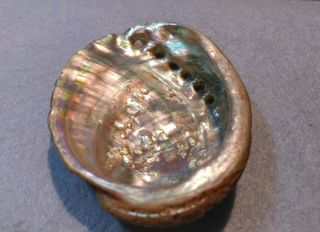 Haliotis Mariae - Rare Abalone Specimen Shell From Oman