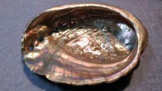 Haliotis mariae - Rare Abalone SPECIMEN SHELL FROM Oman 2