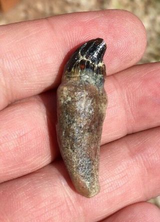 Very Rare Fossil Mammal Tooth Miocene Shark Tooth Hill Undescribed