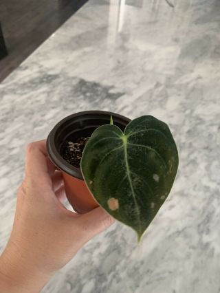 Philodendron Melanochrysum,  Rare Velvet Leaf Aroid