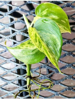 Philodendron Hederaceum Variegated - Rare Heart Leaf Philodendron Aroid Rooted