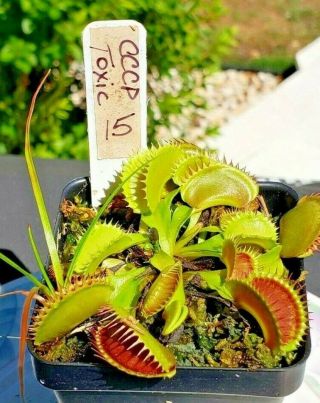 Rare Carnivorous Venus Flytrap Plant " Toxic " 15