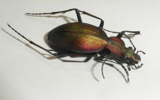 Carabidae,  Ceroglossus Buquetti Deuvei (rare)