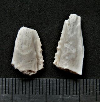Devonian Placoderms Fish Flipper Fragment.  Rare