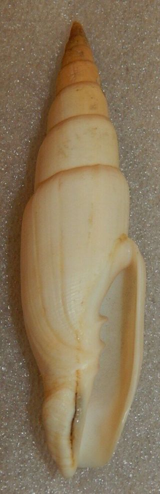 Seashell Mitra Swainsoni 112.  7mm Rare Now
