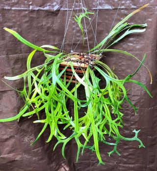 Rare Pyrrosia Longifolia Crested Fern Plant Not Staghorn Or Platycerium - Big