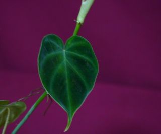 Philodendron Verrucosum Micro Rare Velvet Aroid Terrarium Plant