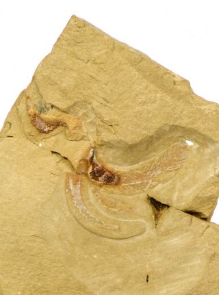 J13 - Partial Rare Soft Bodied Marrellomorph (furca Mauretanica) Lower Ordovician