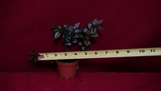 Pilea Imparifolia Aff Rare Terrarium Plant Peperomia Piper 3