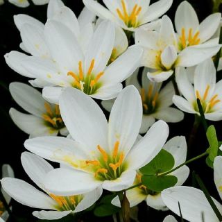 Rare Rain Lily Bulbs Zephyranthes Perennial White Primulina Flower Live Plants