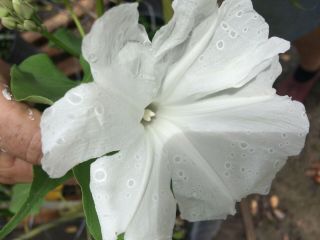 Morning Glory Ipomoea Carnea Fistulosa Rare White Bush Morning Glory Plant